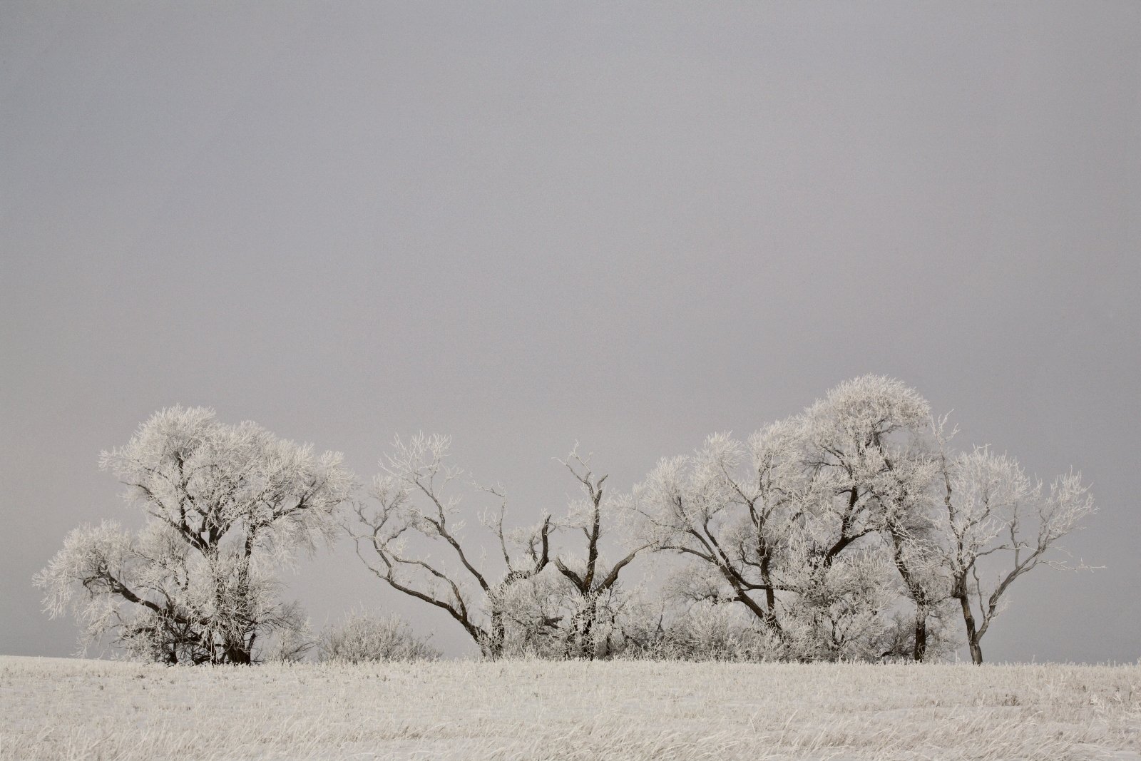 Frost-covered trees and grass in a winter landscape beneath a grey sky.